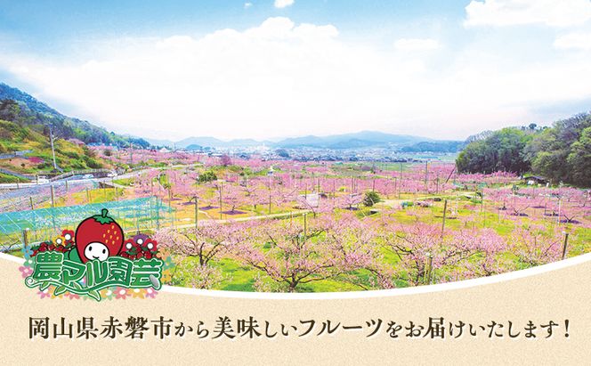 桃 2026年 先行予約 清水 白桃 約2kg 5～7玉 贈答用 もも モモ フルーツ 果物 岡山 赤磐市産 農マル園芸 あかいわ農園