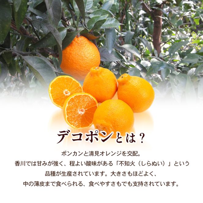 【 小豆島 】小豆島 デコポン 約2.8kg 柑橘 デコポン 不知火 果物 フルーツ 国産 くだもの さっぱり 国産 香川 香川県 土庄 土庄町