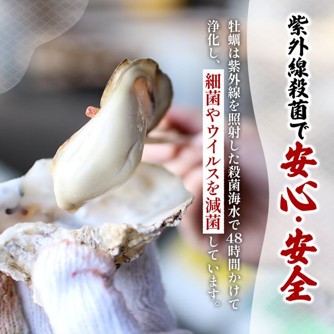 訳あり 北海道 厚岸産  殻付き 牡蠣 350g 【光輝】 [ 魚貝類 生牡蠣 海鮮 海の幸 生食用牡蠣 生食用 生食用殻付き牡蠣 濃厚 甘み  オイスター ]  