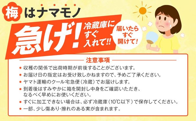 手もぎ 完熟南高梅 15kg L～2Lサイズ 谷本農園 CX069