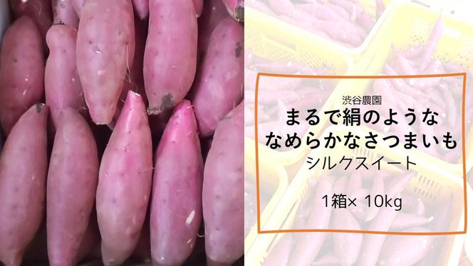 【2025年11月より順次発送】2025年度産 まるで絹のようななめらかなさつまいも シルクスイート 約10kg｜さつまいも 芋 お芋 シルクスイート 渋谷農園 先行予約 茨城県 行方市(BZ-20)