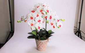 綺麗で丈夫な三河陶器で贈る光触媒胡蝶蘭大輪３本立（ホワイトビスクの陶器×白の花） H100-114