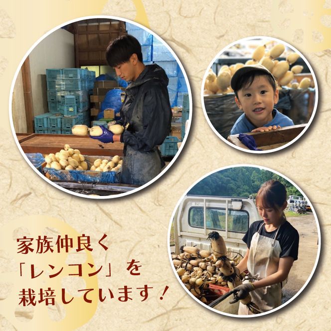 【先行予約】【2026年9月より順次発送開始】レンコン　約2kg｜茨城県 行方市 ふるさと納税 蓮根 レンコン 野菜 やさい(EG-2)