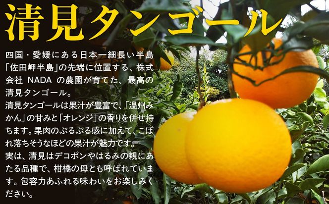 【先行予約】【農家直送】愛媛県産 清見タンゴール 家庭用 4.5kg（2027年3月上旬～4月下旬に順次発送予定）IKTC021