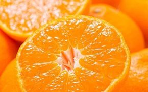 【予約受付】ブランド有田みかん　秀品 約2.8kg/サイズお任せ　※2026年10月中旬～2027年1月中旬頃に順次発送予定（お届け日指定不可）　紀伊国屋文左衛門本舗【kmtb144】