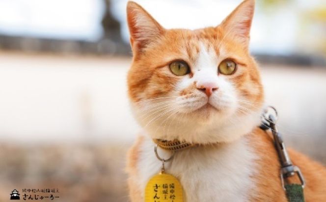 備中松山城 猫 城主『さんじゅーろー』ポストカード 10枚セット 雑貨 文房具 猫グッズ 