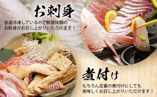 【予約受付】【3月以降順次発送】高級ブランド魚 尖閣赤マチ 2～3尾 合計約5kg 下処理済 【沖縄三大高級魚】尖閣諸島 刺身 焼魚 煮物 鮮魚 冷凍 ムニエル 天然 洋食 和食 白身魚 高級魚 GK-1