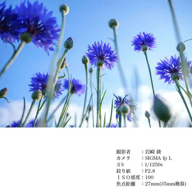 SIGMA 18-50mm F2.8 DC DN｜Contemporary【富士フィルムXマウント】カメラ　レンズ