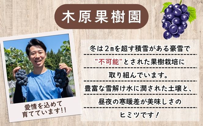 【先行予約】 ナガノパープル 2房  （約1kg） 《 2026年10月〜発送 》 （Bv-001）