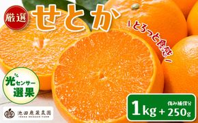 ［先行予約］厳選 せとか1kg+250g（傷み補償分）［柑橘・春みかんの王様］［光センサー選果・食べ頃出荷］［IKE60w］  	CZ048