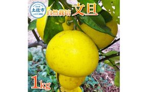 【先行予約】自然栽培文旦1kg L～3Lサイズ 〈2027年1月9日～4月30日発送〉文旦 ブンタン ぶんたん 1キロ 柑橘 かんきつ 柑橘類 みかん フルーツ デザート 果物 ビタミン おやつ 国産 高知県産 名物【有限会社四万十くじら】