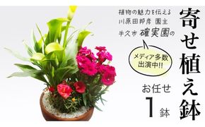 【 確実園 オリジナル 】 寄せ植え（おまかせ1点） ガーデニング 花 はな フラワー 鉢 鉢植え [BG003us]