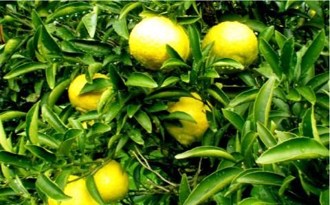 【年内発送】【先行予約】爽やかに甘い！ 糸島 産「 はるか 」 贈答 用 約10kg 【2025年3月より順次発送】 《糸島》【二丈赤米産直センター】[ABB002]