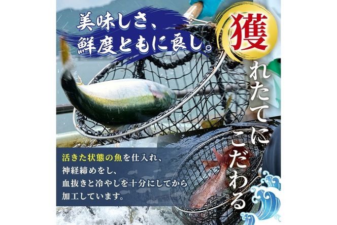 シマアジ 刺身用 ブロック 冷蔵(1匹分・4-5人前)シマアジ しまあじ 神経締め 獲れたて 鮮魚 ブロック 刺身 冷蔵 海の直売所 大分県 佐伯市【AS134】【海べ (株)】