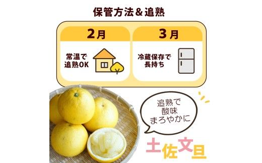 ＜土佐市産＞ 土佐文旦 大玉 訳あり 約10kg（3L～2Lいずれかのサイズ）白木果樹園 返礼品 高知県 土佐市