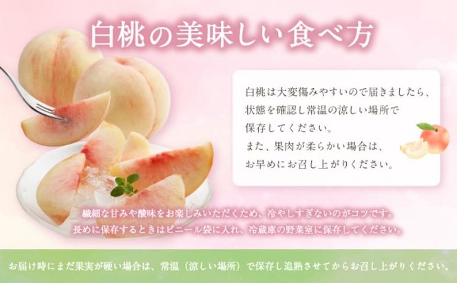 フルーツ 定期便 【2026年 先行予約】 晴れの国 おかやま の 白桃 2kg(5玉～7玉) シャインマスカット 4房(合計2.8kg以上) 岡山県産 国産 セット ギフト
