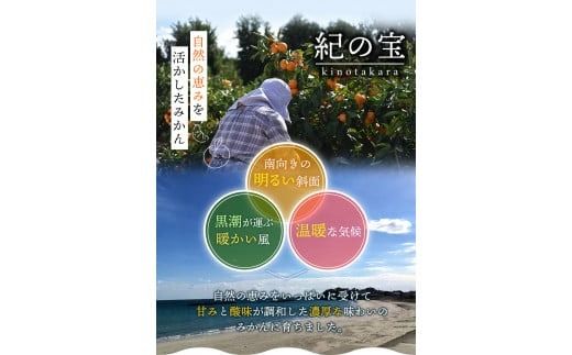 たにぐち農園早生温州みかん(マルチ栽培)　3kg【11月下旬～12月中旬に順次発送】 / 不揃い 早生 温州 みかん 蜜柑【mtn101A】