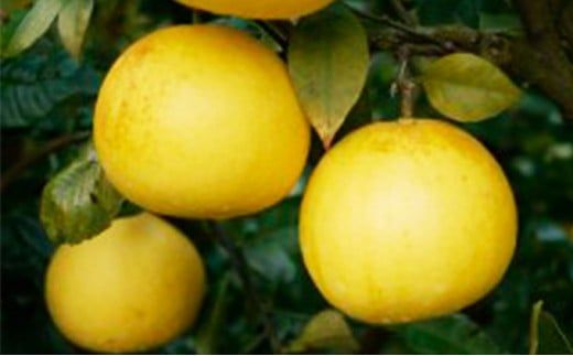 数量限定 訳あり 土佐文旦 9kg 10000円 みかん 文旦 ぶんたん 国産 家庭用 産地直送 農家直送 期間限定 ビタミン 特産品 人気 限定 さわやか 甘い フルーツ 果物 果実 柑橘 蜜柑 糖度 果樹園 おいしい 愛媛 みかん ブランド オレンジ 大小 サイズ ミックス ゼリー ジュース 人気 限定 先行 予約 事前 受付 愛南町 愛媛県 吉田農園