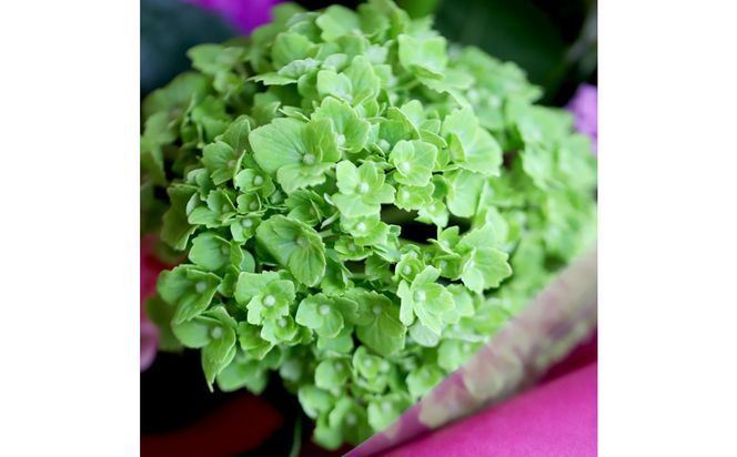 【母の日】華やかに贈るおまかせアレンジメント ※北海道・沖縄・離島への配送不可 313726_BC039