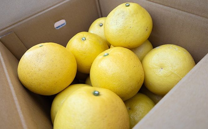 土佐文旦　家庭用10kg（池上果樹園）