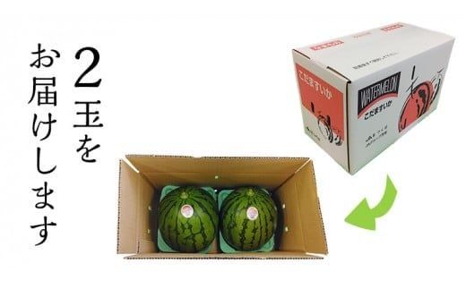 【 JA北つくば 】 極シャリ食感 ！ こだますいか 「 ピノ・ガール 」 2玉 2026年産 小玉すいか 小玉 すいか スイカ 果物 フルーツ ピノガール 西瓜 くだもの デザート 茨城 [AE018ci]