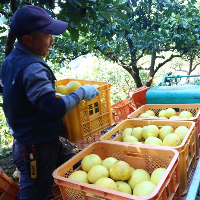 香る！さっぱり！岡林さんの土佐文旦　家庭用10kg