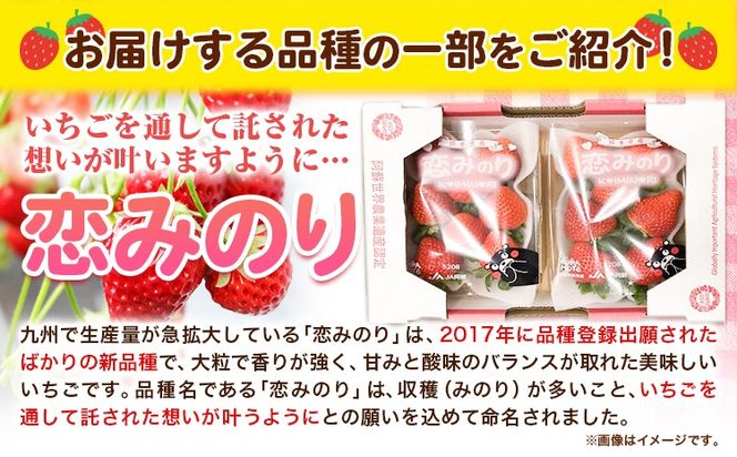 朝摘みいちご 恋みのり 280g×4パック 高地栽培 味采市場 《1月末-3月末頃より出荷予定》 熊本県南阿蘇村 味采市場 いちご 苺 イチゴ フルーツ くだもの 果物---sms_cajicgkm_ec13_24_13000_1120g---