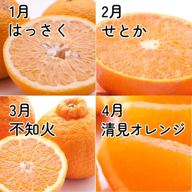 【定期便】家庭用 柑橘定期便 S 12回（毎月）※北海道・沖縄・離島への配送不可※毎月発送