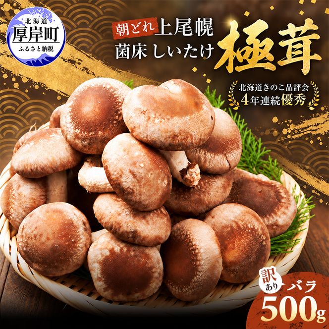 訳あり 椎茸 北海道 厚岸町 上尾幌 朝どれ 菌床 しいたけ 「極茸