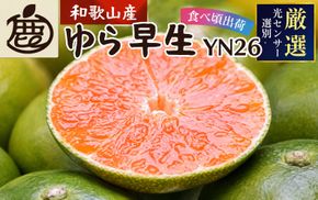 【先行予約】プレミアム 有田みかん（ゆら早生）10kg+250g（傷み補償分） ※10月～11月に順次発送 ※北海道・沖縄・離島配送不可 / 和歌山 有田 みかん ミカン 柑橘 果物 フルーツ 有田みかん 【ikd213A】