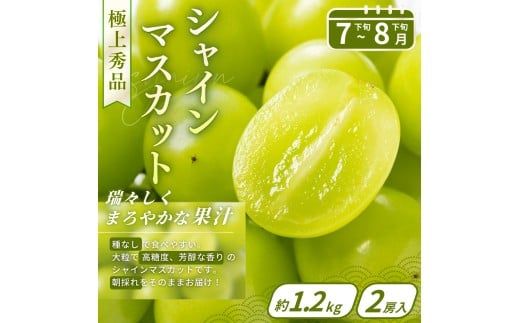 【フルーツ定期便・全4回】品質に自信あり！くしがきの里から直送　桃・シャインマスカット・はれひめ・まりひめを季節ごとにお届け♪ / 定期便 桃 もも みかん 柑橘 シャインマスカット マスカット いちご イチゴ 苺 果物 フルーツ 4回【kgr038】