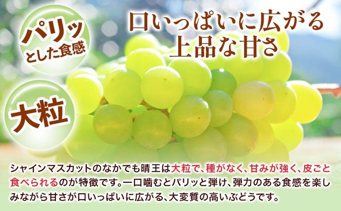 【2026年先行予約】シャインマスカット 晴王 はれおう 2房(1房600g以上) 約1kg 化粧箱入 株式会社山博《2026年8月下旬-10月下旬頃出荷》岡山県 笠岡市 晴王 ぶどう マスカット 大粒 果物 国産 送料無料【配送不可地域あり】---Y-28---