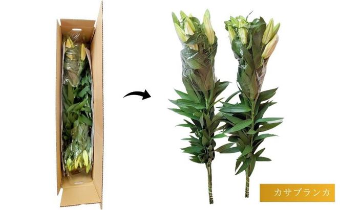 カサブランカ(規格外品)10本束(5本束×2) 花 お花 規格外 花束 切り花 新潟県 十日町市