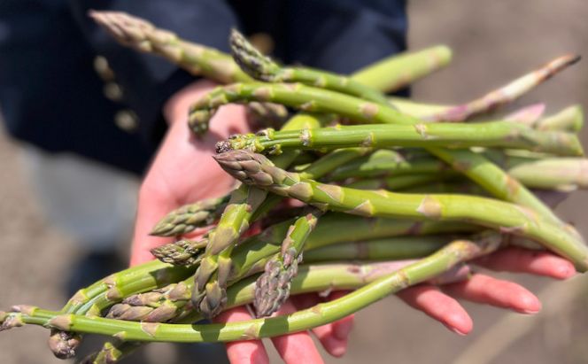 【2026年5月より発送】北海道 富良野市産 アスパラ 緑 (Mサイズ) 約2kg 朝どり 露地 グリーン アスパラガス 詰め合わせ 野菜 新鮮 数量限定 先着順【藏ファーム】