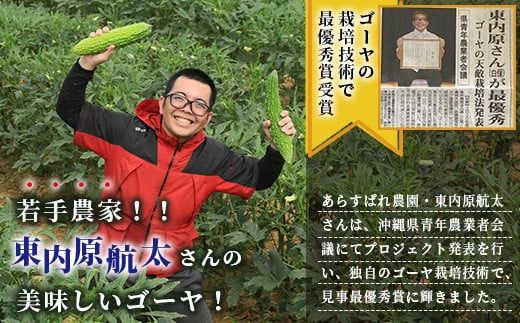 南国石垣島では冬が旬！朝採れ「ゴーヤ」たっぷり20本セット！減農薬！最優秀賞受賞の農家から！12月～3月順次発送【 沖縄県石垣市 石垣島産 フレッシュ ゴーヤ 減農薬 特別栽培 野菜 採れたて 離島のいいもの 沖縄いいもの石垣島 】OI-11