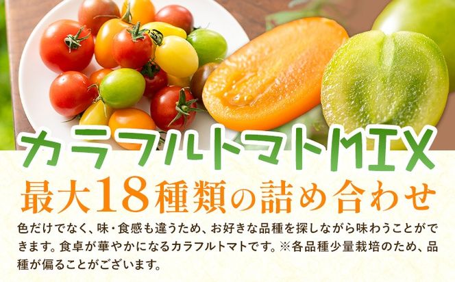 中玉フルーツトマト ゼッピン娘 選べる内容量 1.8kg ×1箱 1.8kg ×2箱 計3.6kg カラフルトマトMIX 《10月中旬～5月末頃出荷》希少な品種 華おとめ 甘い 野菜 結城市産 ゼッピン娘 華おとめ 中玉品種 皮が薄い 薄皮 サラダ 前菜 食材 料理---yuki_fab_5_1800g---