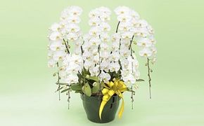 トップフローリスト厳選の胡蝶蘭 10本立ち※配達エリア限定| 花 花束 胡蝶蘭 記念 サプライズ ギフト プレゼント 神奈川県 小田原市  142069_BN022