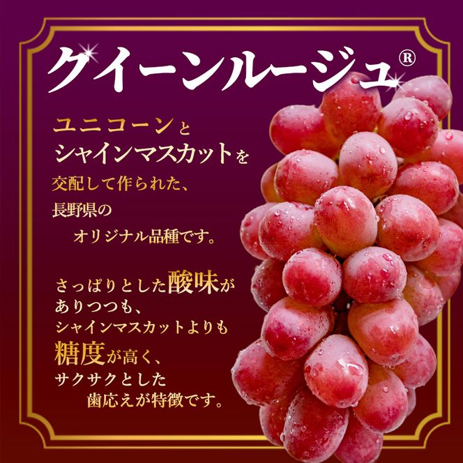 先行予約 2026年9月発送 クイーンルージュ(R)約2kg 3～5房 重量保証 信州 小諸 果物 フルーツ ぶどう ブドウ 種無し 甘い 完熟 季節限定 贈答用 大粒 産地直送 新鮮 お取り寄せ こだわり ギフト