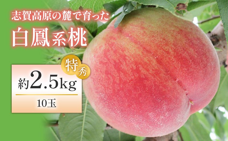[レビューCP実施中][2026年発送]志賀高原の麓で育った 桃(白鳳系)特秀10玉 約2.5kg 桃 もも 白鳳 フルーツ 果物 デザート 長野