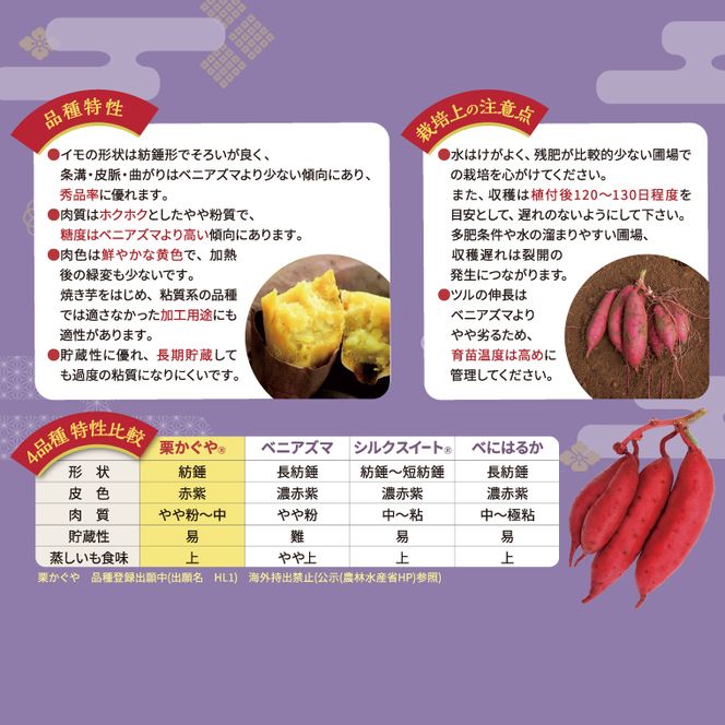 【2027年7月より順次発送】希少な新品種！７月限定「行方の黄福(栗かぐや)」さつまいも 約10kg｜さつまいも サツマイモ さつま芋 お芋 希少 新品種 栗かぐや 先行予約 茨城県 行方市(AE-89)