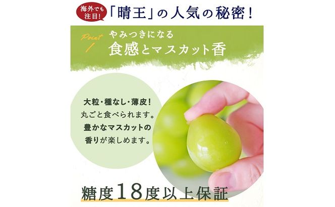ぶどう 2026年 先行予約 シャイン マスカット 晴王 1房 700g前後 ブドウ 葡萄  岡山県産 国産 フルーツ 果物 ギフト 岡山のブドウ デザート 食べ物 日本産 