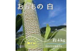 【2026年夏発送予約】生で食べられる白い宝石 中津川産プレミアム 純白とうもろこし おおもの白 4kgセット 朝採り 即日冷蔵発送 数量限定 F4N-2369