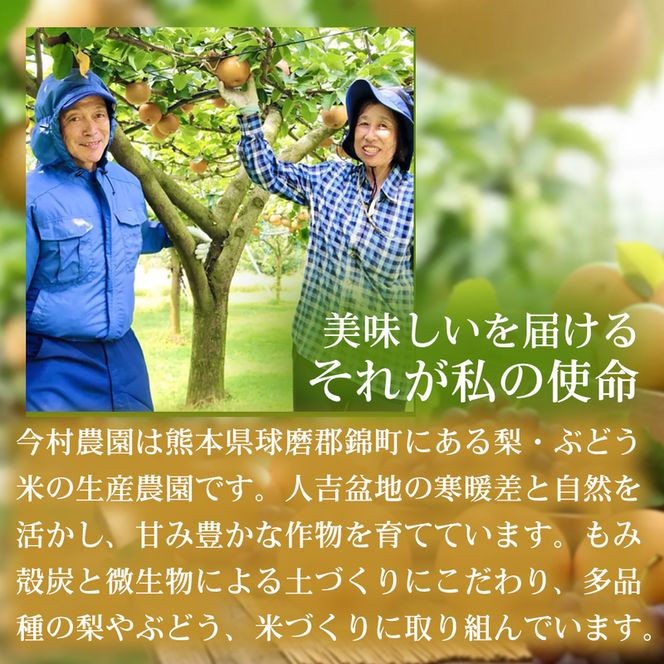 【甘さと酸味の黄金バランス】熊本県産 あきづき 5～7個(約3kg) 1箱 あきづき 梨 フルーツ 甘い 濃厚 農家直送 ギフト 贈答用 家庭用 お取り寄せ 熊本県