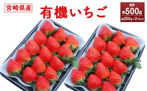 ＜宮崎県産 有機いちご250g×2パック＞※入金確認後、2026年1月下旬～3月上旬までに順次出荷