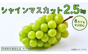 シャインマスカット 2.5kg 【2026年8月下旬発送開始】(茨城県共通返礼品：大子町) ぶどう 葡萄 ブドウ マスカット フルーツ 果物 贈答用 ギフト 贈り物