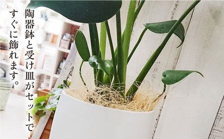 モンステラ  糸島市 / cocoha [AWB018] 観葉植物 緑 グリーン 暮らし インテリア 植物 鉢 おしゃれ 室内