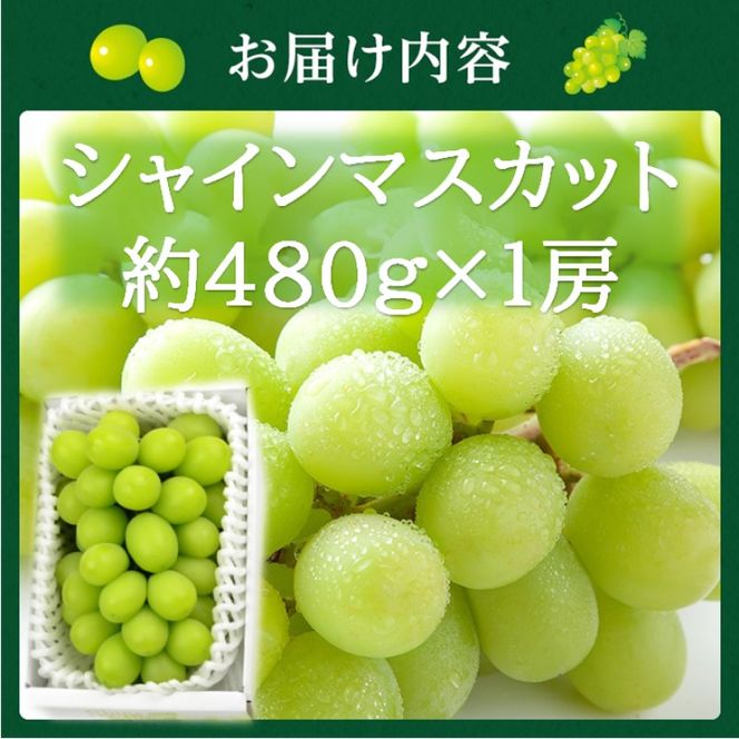2027年 早期受付【高島屋選定品】シャインマスカット 約480g×1房 岡山県高梁市産 個装箱入り 葡萄 ブドウ 贈り物