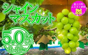 【数量限定】【2025年発送分 先行予約】シャインマスカット（５ｋｇ以上・８～１０房）　シャイン マスカット ぶどう ブドウ 葡萄 フルーツ 果物 くだもの 山梨 やまなし 富士川町