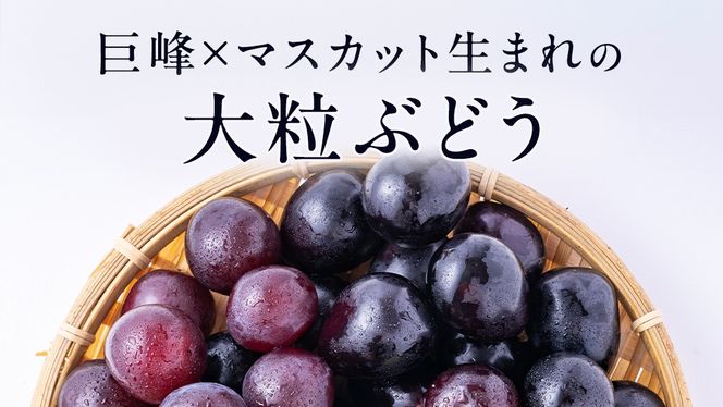ピオーネ 約4～5kg 約7～9房【2026年8月より発送開始】（茨城県共通返礼品 [ぶどう]：結城市産）田舎の頑固おやじが厳選！ ぶどう ブドウ 葡萄 種なし 大粒 高糖度 ギフト 甘い 美味しい フルーツ [BI287-NT]