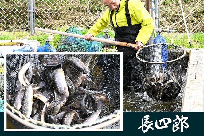 岩魚（イワナ）活け〆 内臓処理済み 氷詰め 10匹 長四郎|02_csr-010301